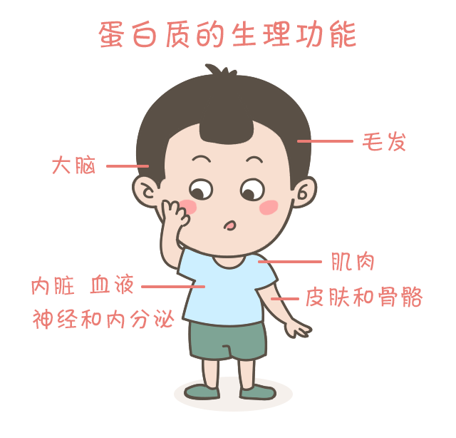 蛋白質(zhì)，為孩子長高添動力！_03.gif