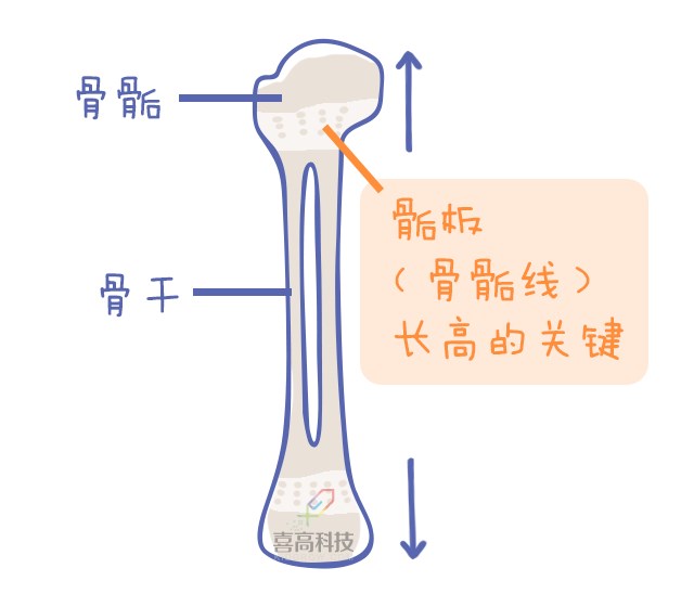 重啟骨骺線~你看起來很誘人！_11.png