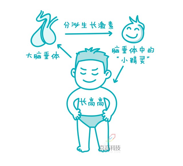 一網(wǎng)打盡︱打生長(zhǎng)激素有副作用嗎？_02.png